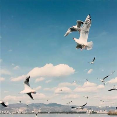 篮球体育彩票app